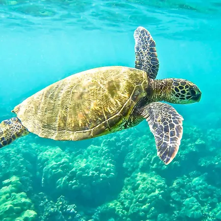 فندق Kocareis Seafront & Restaurant