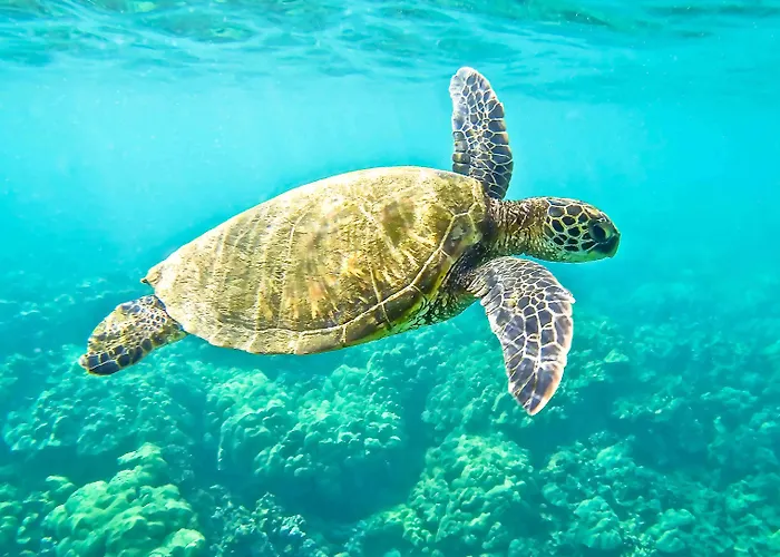 Hotel Kocareis Seafront & Restaurant